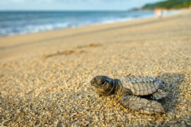 velas-turtle-festival