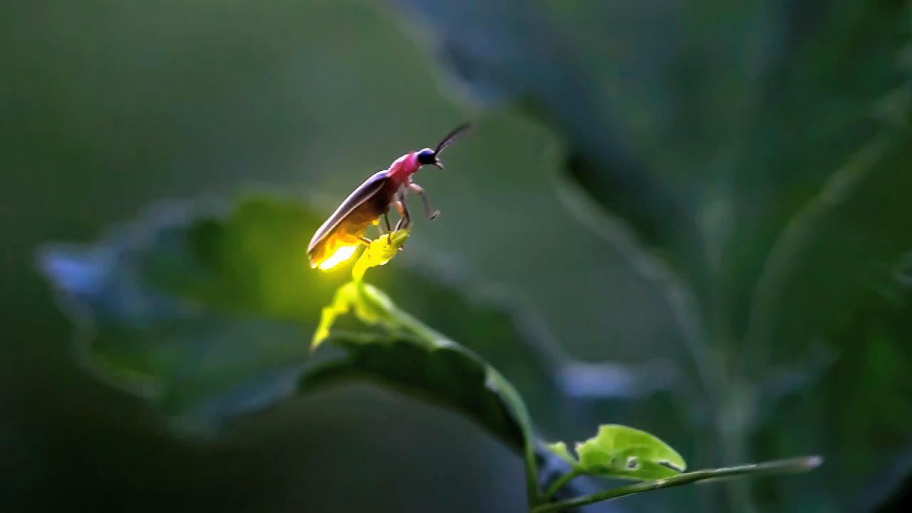 fireflies-trek-to-rajmachi - Treks And 
