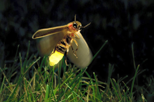 Rajmachi Fireflies Trek