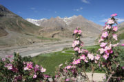Spiti Valley Tour Pin Valley